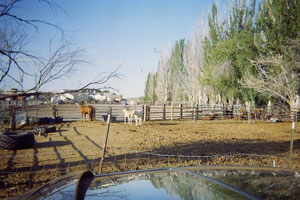 horses outside Delta, Utah